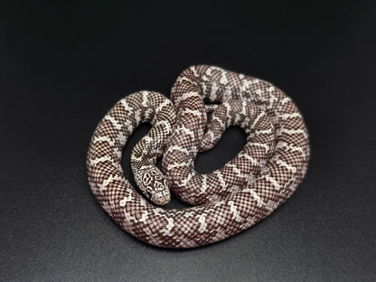 Ery Ghost Florida Kingsnake Female