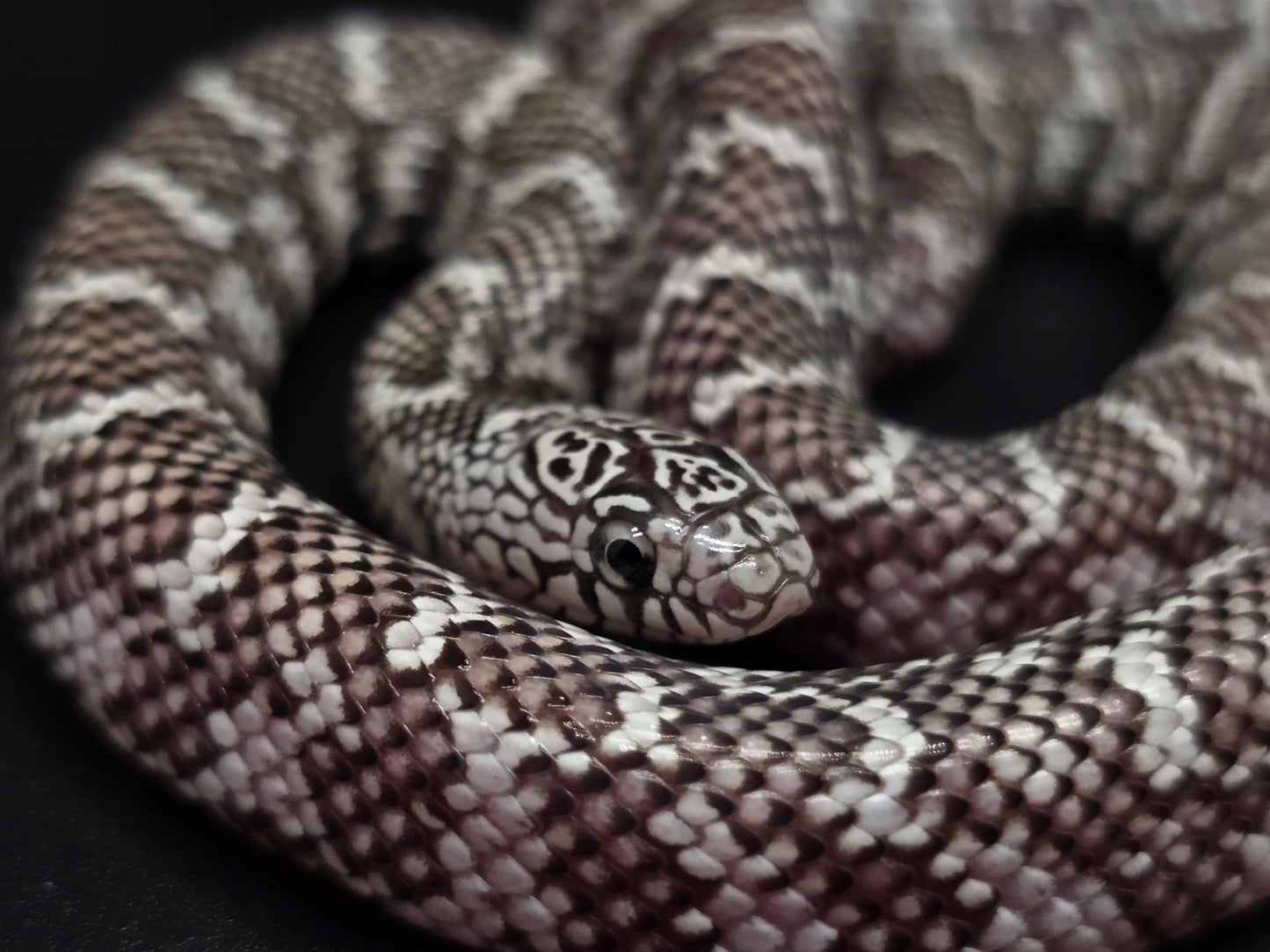 Ery Ghost Florida Kingsnake Female