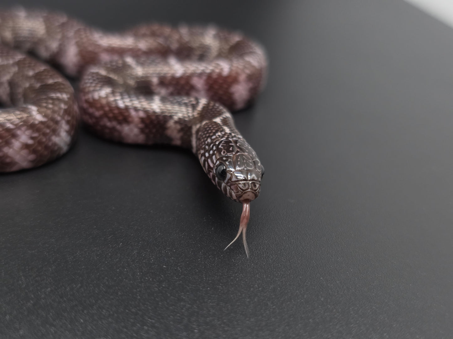 Axanthic Florida Kingsnake Female