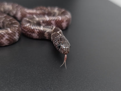 Axanthic Florida Kingsnake Female