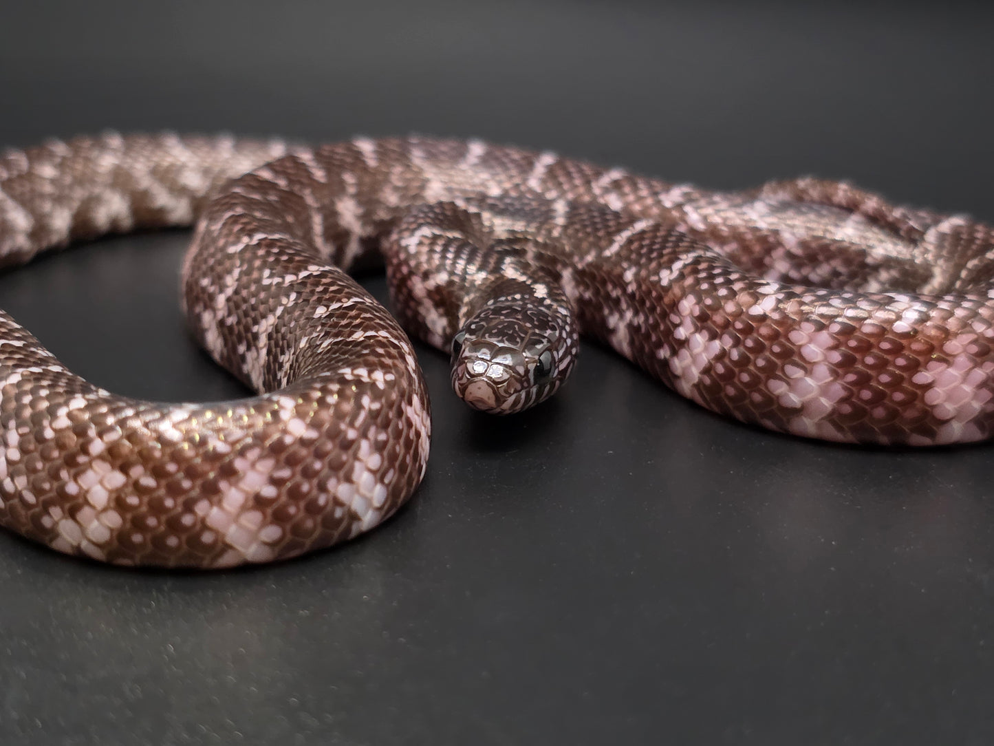 Axanthic Florida Kingsnake Female