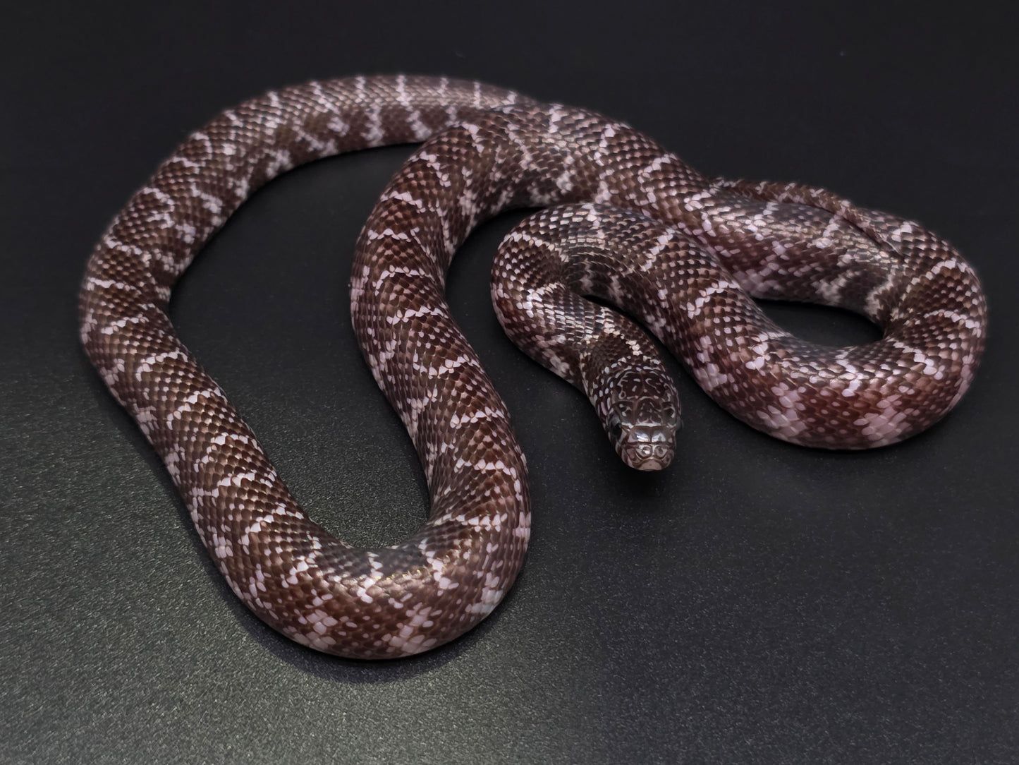 Axanthic Florida Kingsnake Female