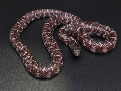 Axanthic Florida Kingsnake Female