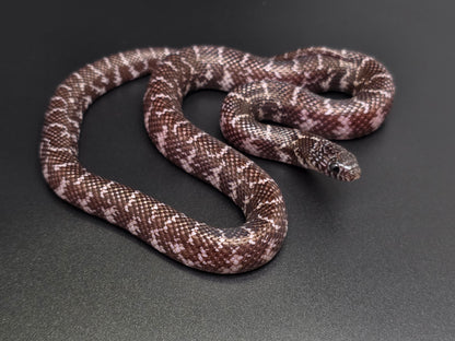 Axanthic Florida Kingsnake Female