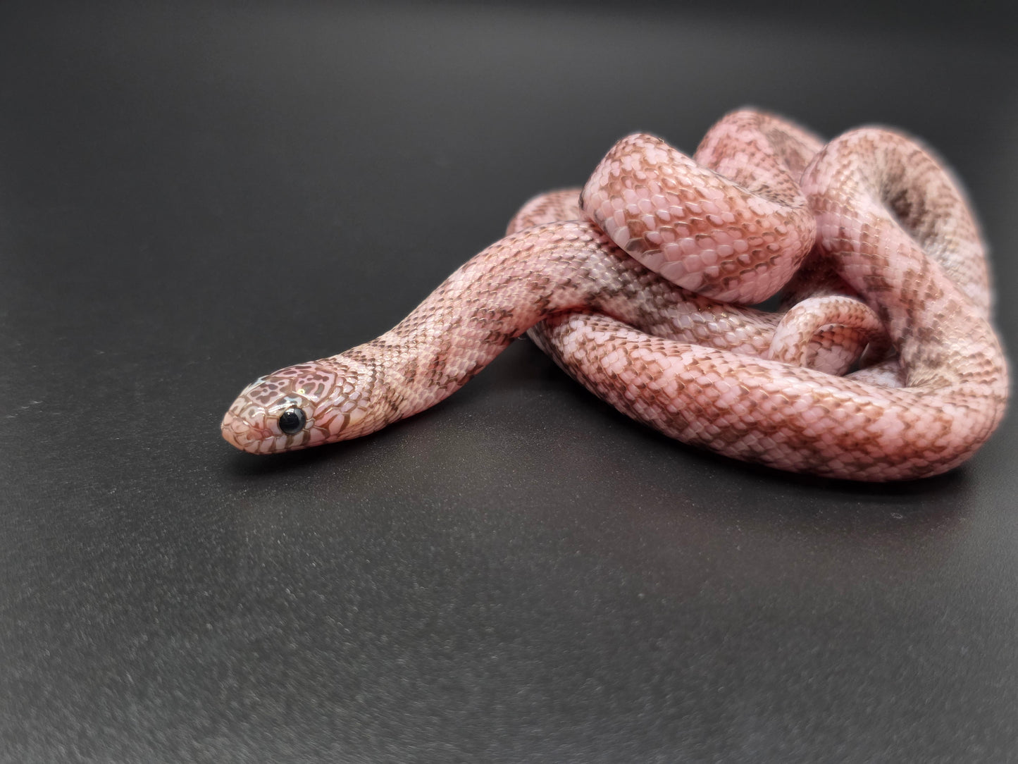 Axanthic Ghost Florida Kingsnake Male