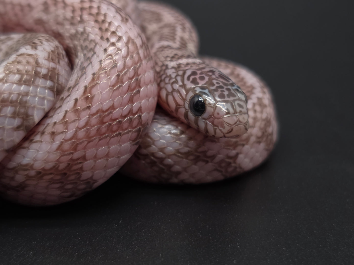 Axanthic Ghost Florida Kingsnake Male