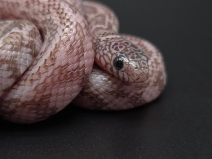Axanthic Ghost Florida Kingsnake Male