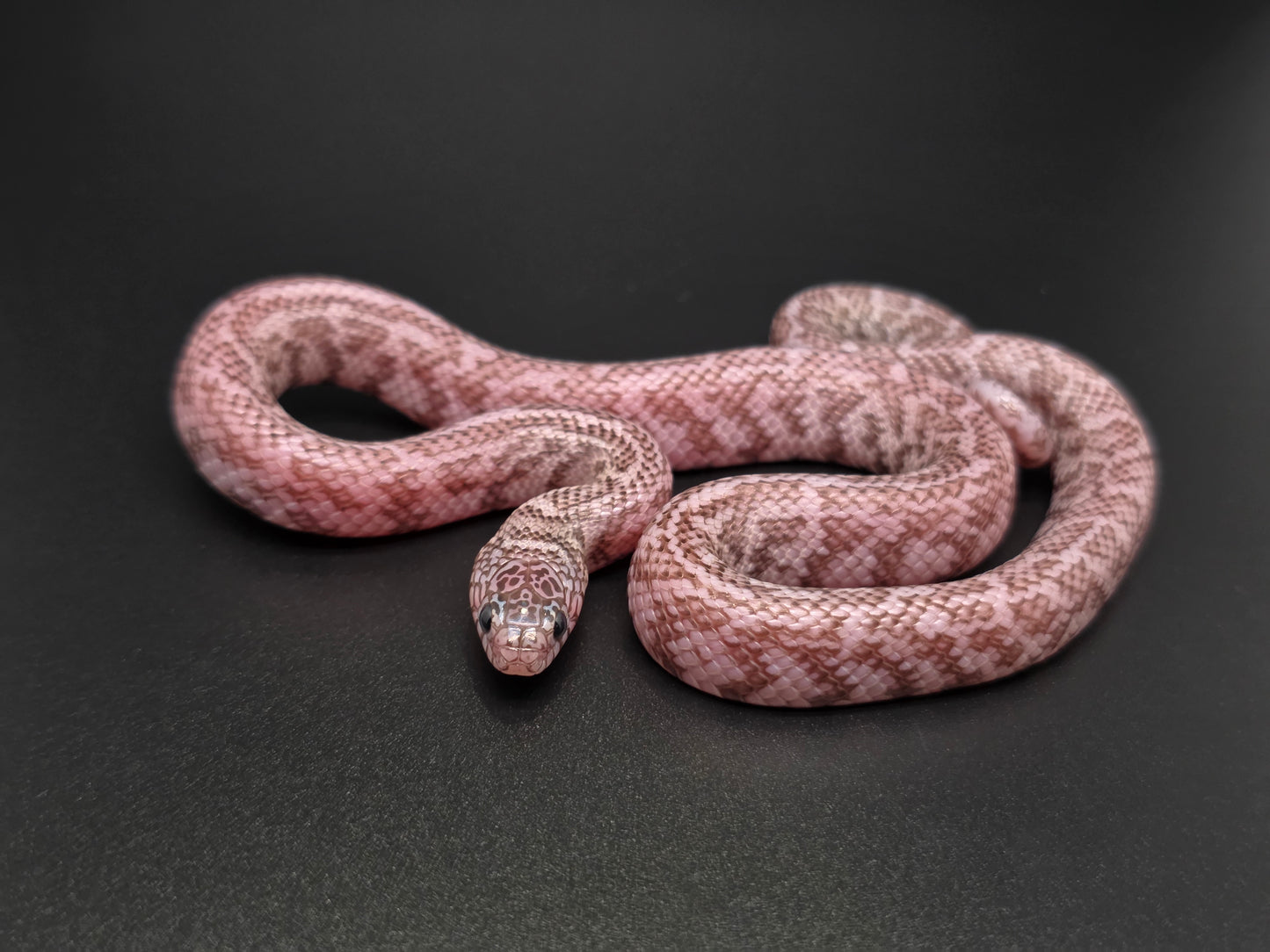 Axanthic Ghost Florida Kingsnake Male