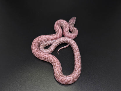 Axanthic Ghost Florida Kingsnake Male