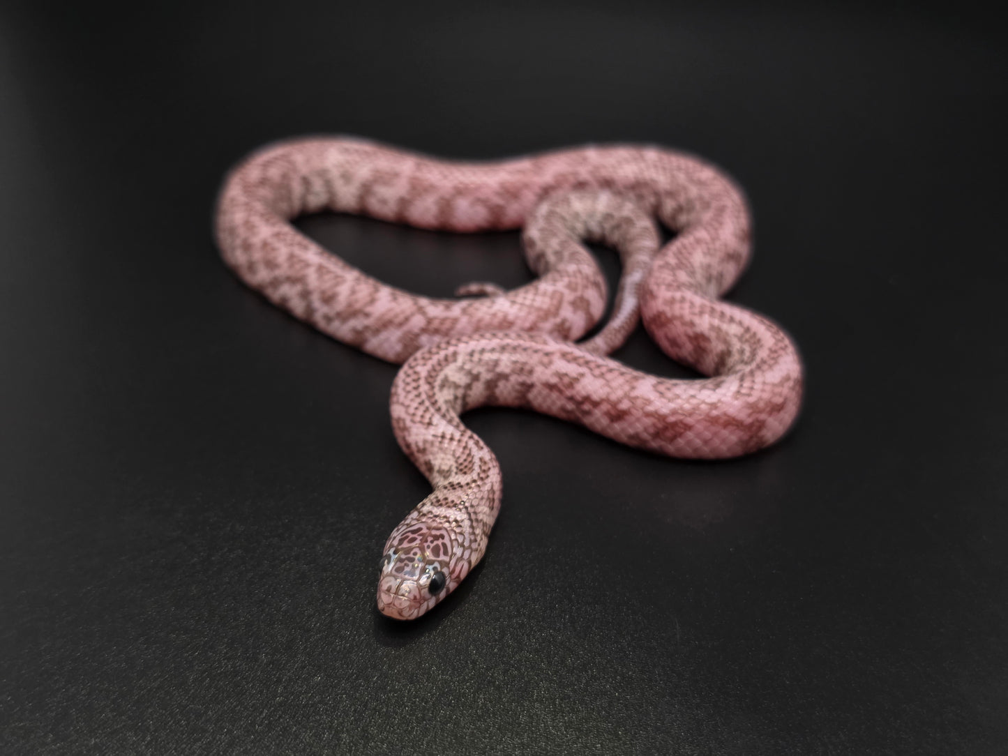 Axanthic Ghost Florida Kingsnake Male