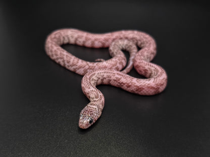 Axanthic Ghost Florida Kingsnake Male
