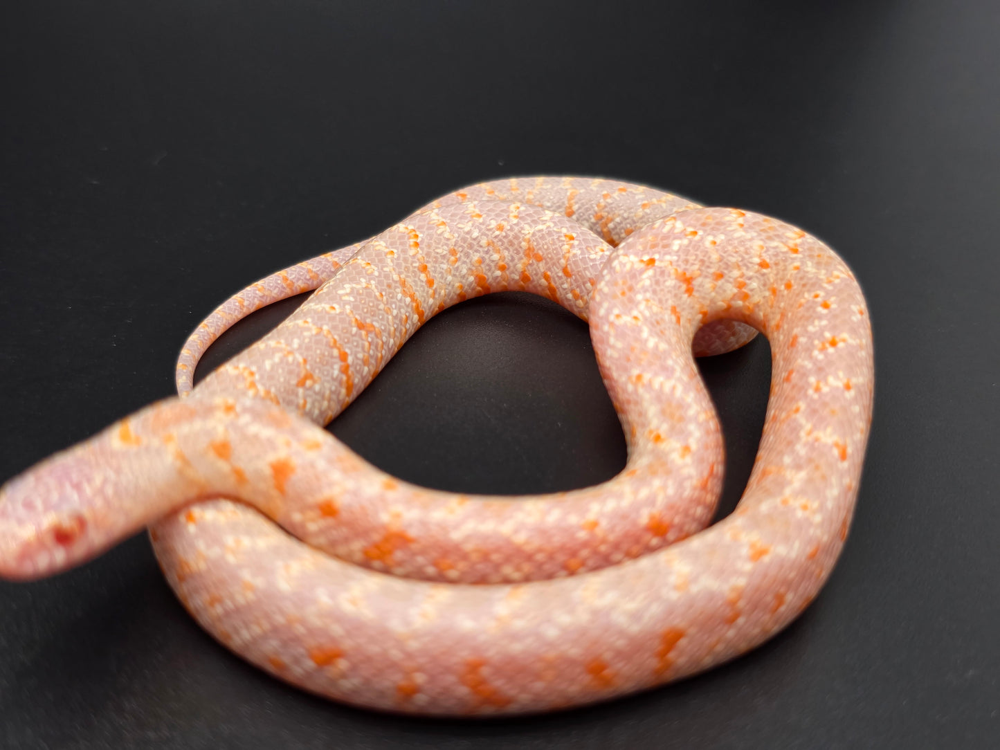 T- Albino FL Kingsnake Male