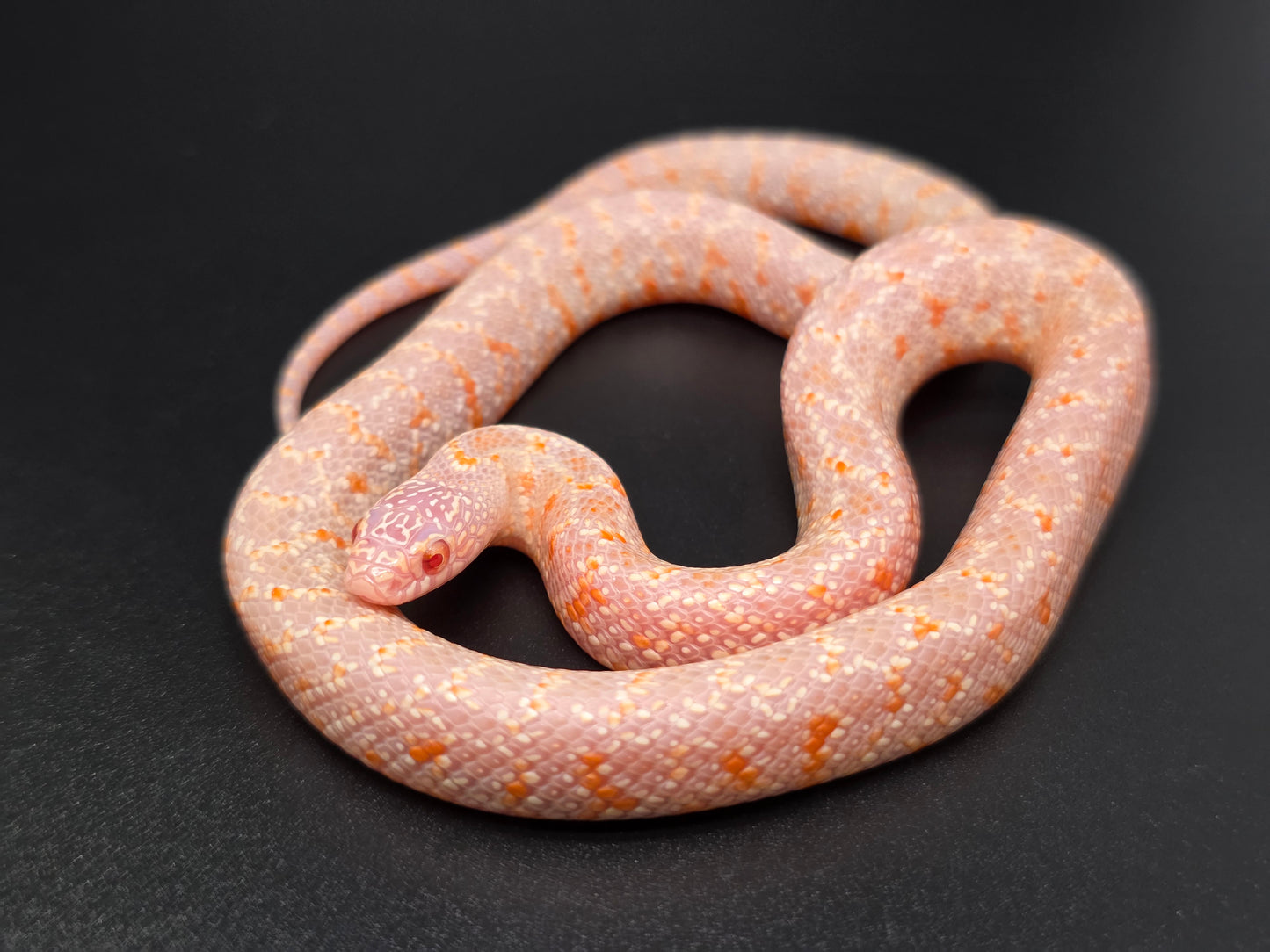 T- Albino FL Kingsnake Male