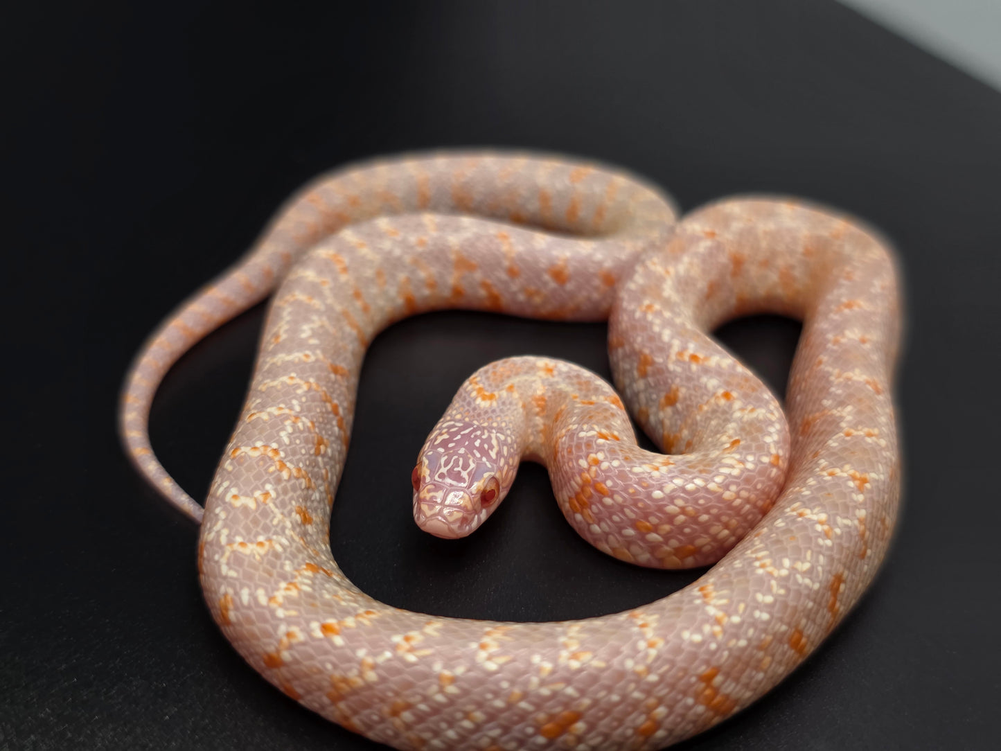 T- Albino FL Kingsnake Male