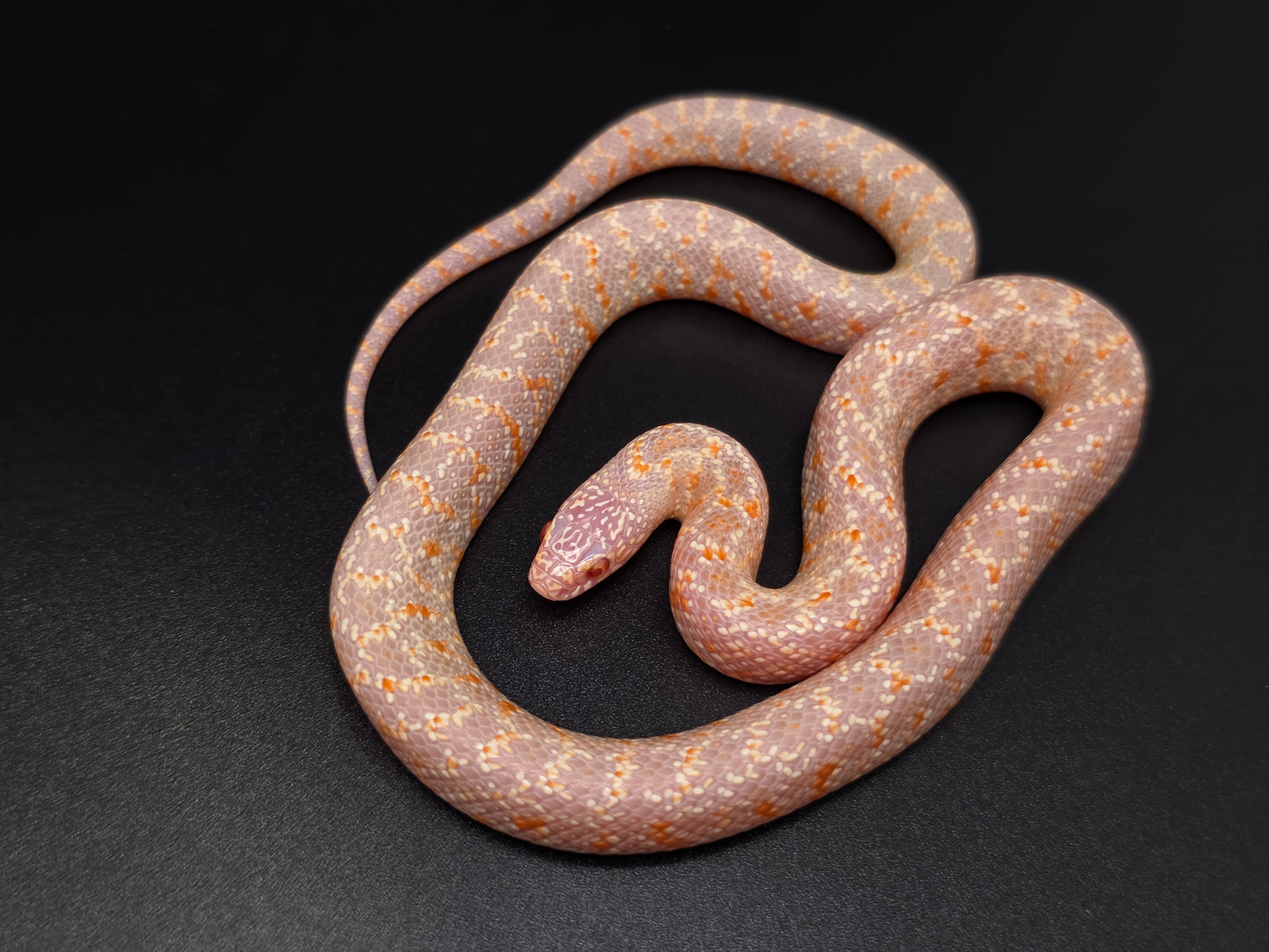 T- Albino FL Kingsnake Male