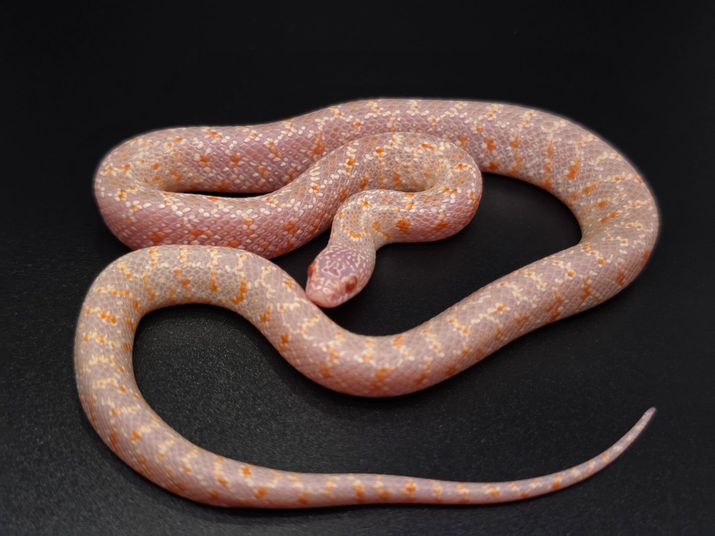 T- Albino FL Kingsnake Male