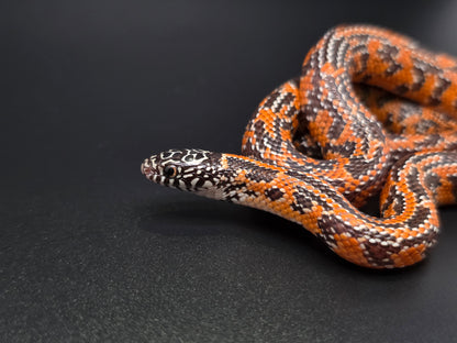 Mosaic Het Hypo FL King Female