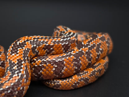 Mosaic Het Hypo FL King Female