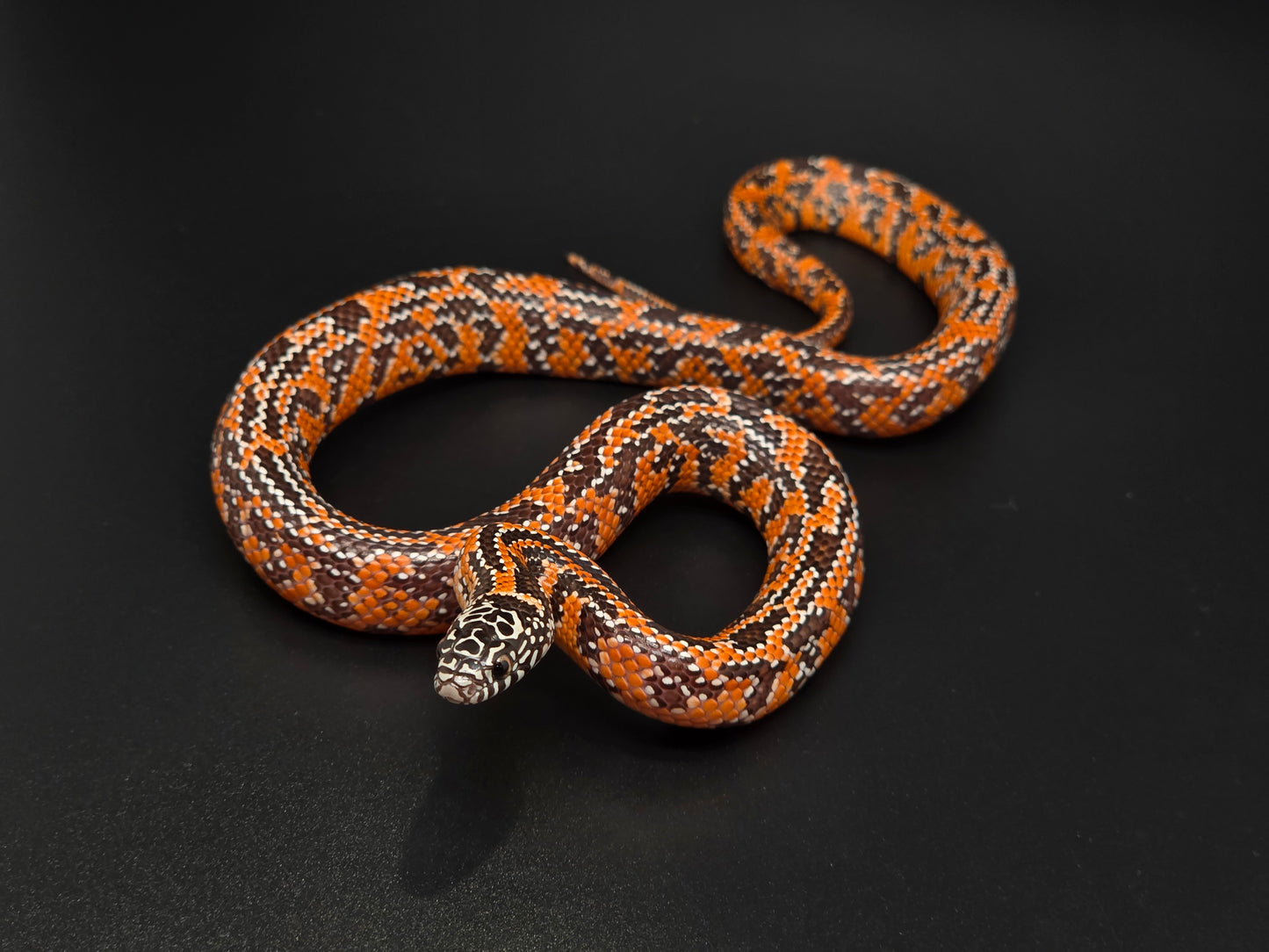 Mosaic Het Hypo FL King Female