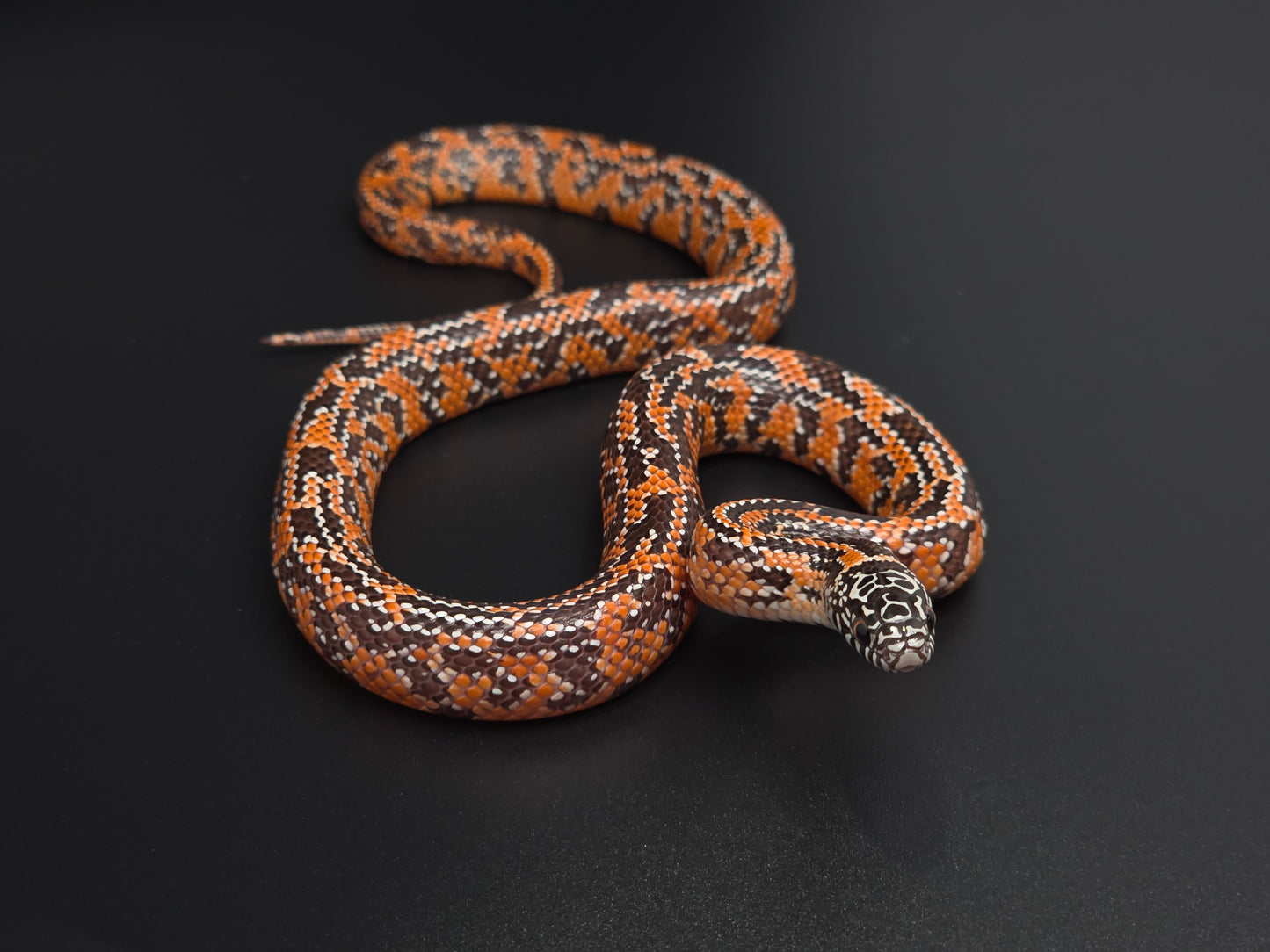 Mosaic Het Hypo FL King Female