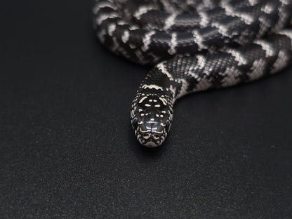 Anery FL Kingsnake Female