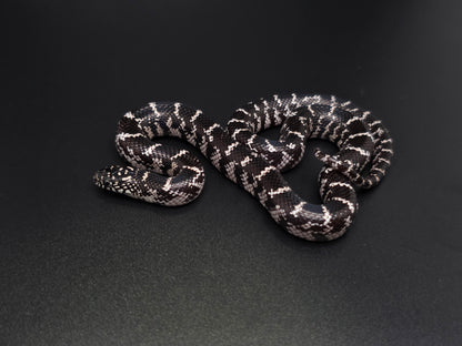 Anery FL Kingsnake Female