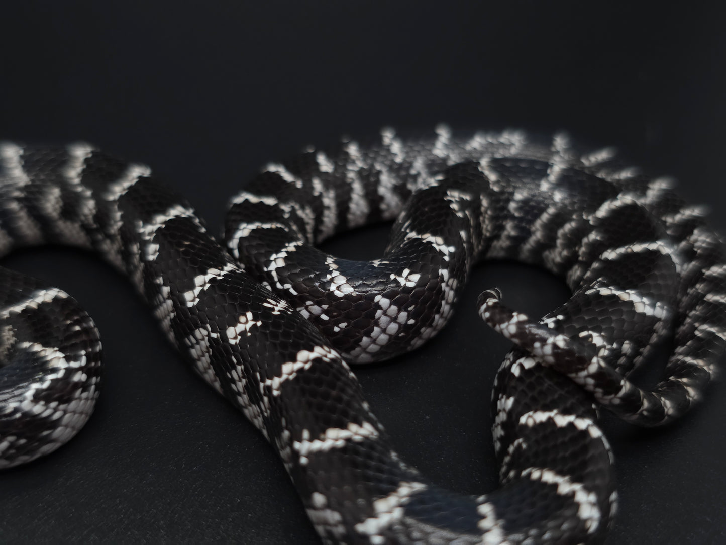 Anery FL Kingsnake Female