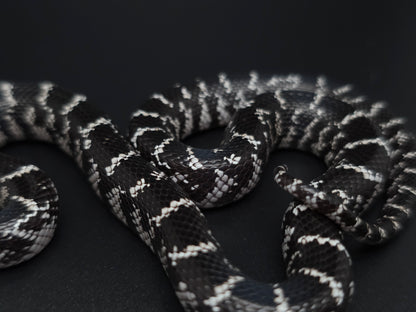 Anery FL Kingsnake Female