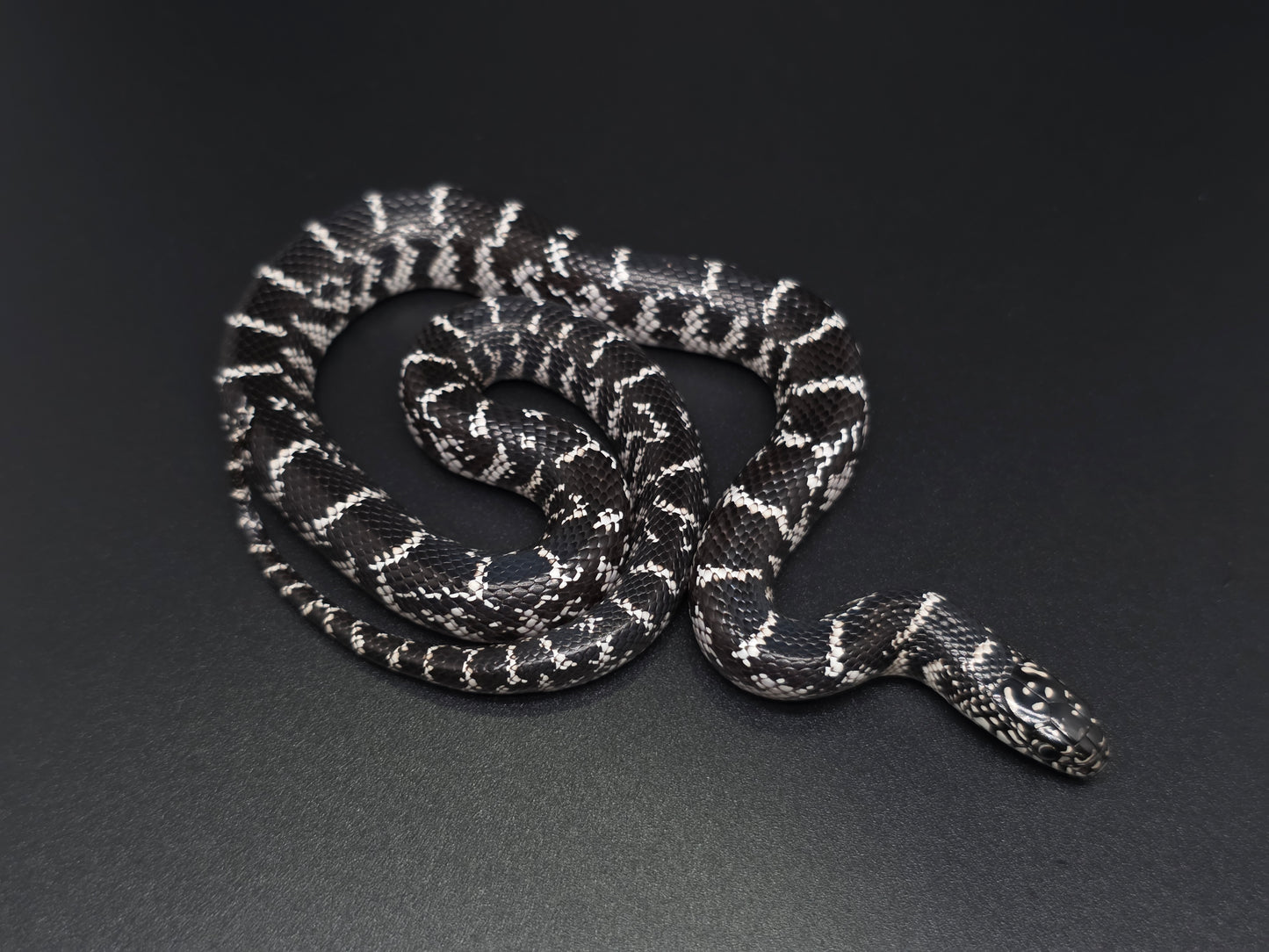 Anery FL Kingsnake Female