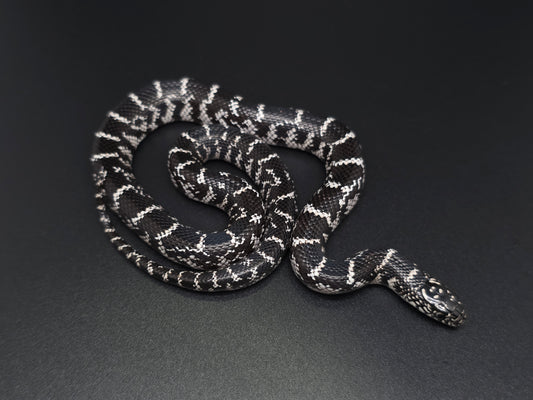 Anery FL Kingsnake Female