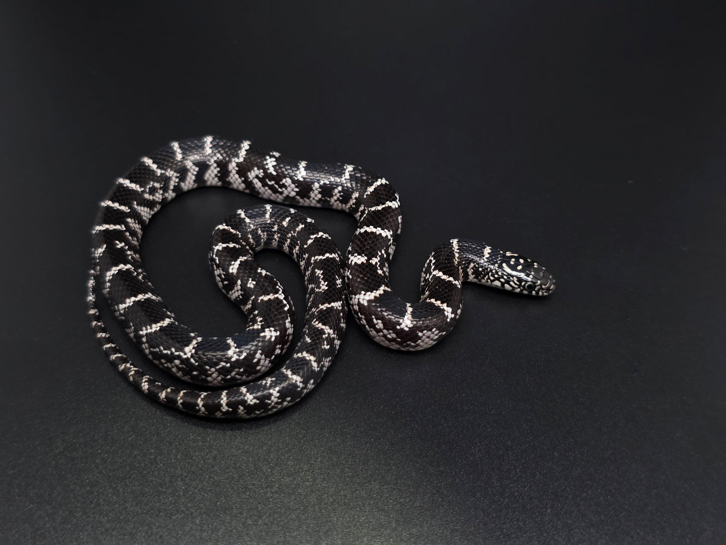 Anery FL Kingsnake Female