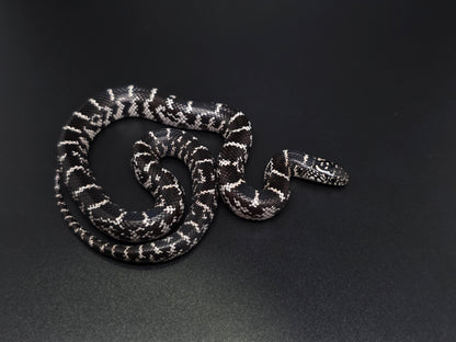 Anery FL Kingsnake Female