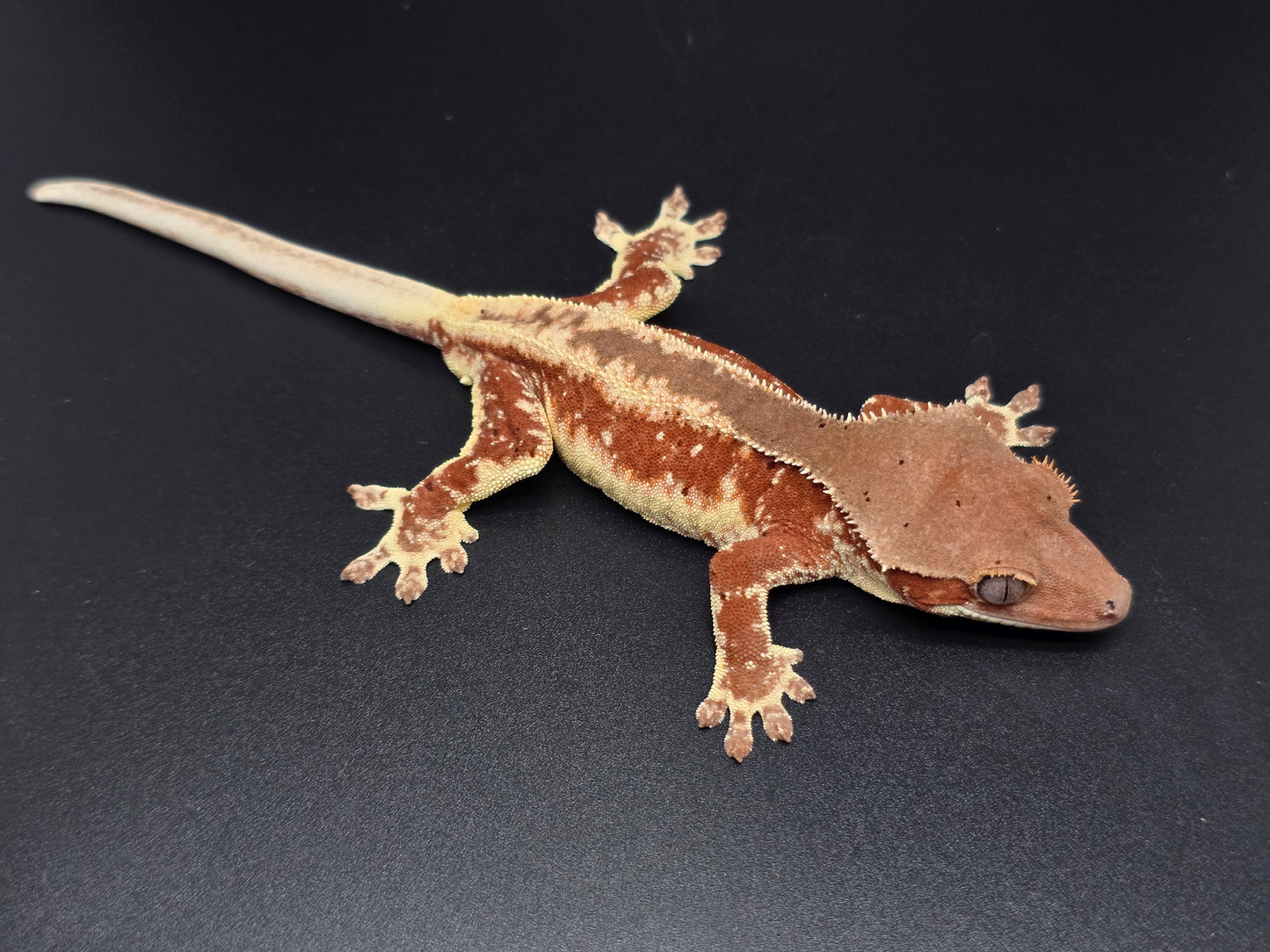 Red Frappuccino with Red Dalmatian Spots Juvenile Male