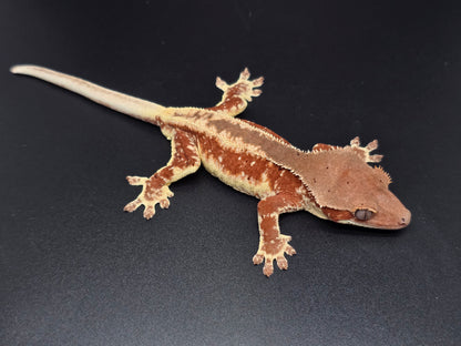 Red Frappuccino with Red Dalmatian Spots Juvenile Male