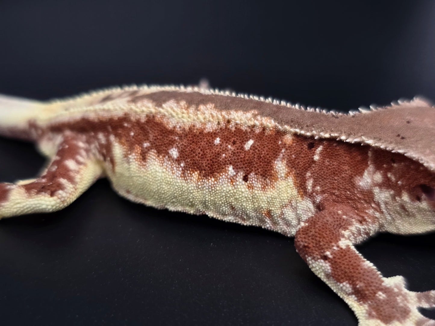 Red Frappuccino with Red Dalmatian Spots Juvenile Male