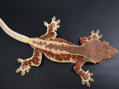 Red Frappuccino with Red Dalmatian Spots Juvenile Male