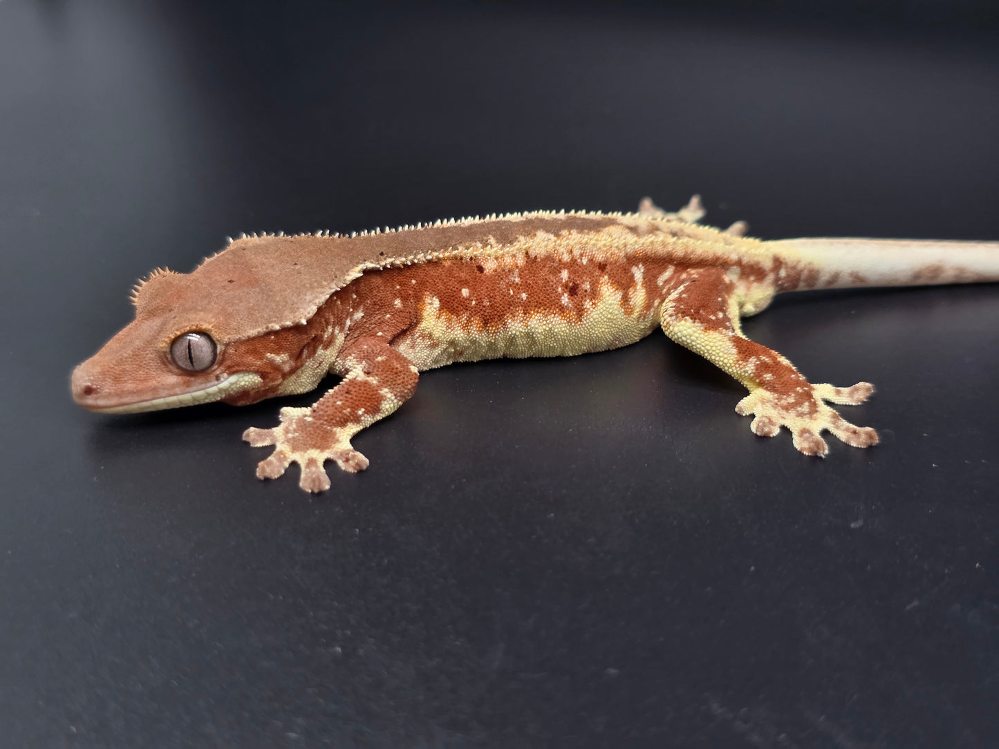 Red Frappuccino with Red Dalmatian Spots Juvenile Male