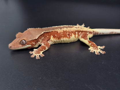 Red Frappuccino with Red Dalmatian Spots Juvenile Male