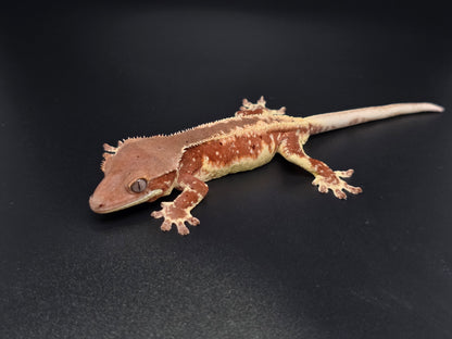 Red Frappuccino with Red Dalmatian Spots Juvenile Male