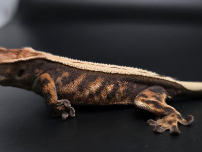 Stunning Highway Perfect Dorsal NPS Crested Gecko Baby
