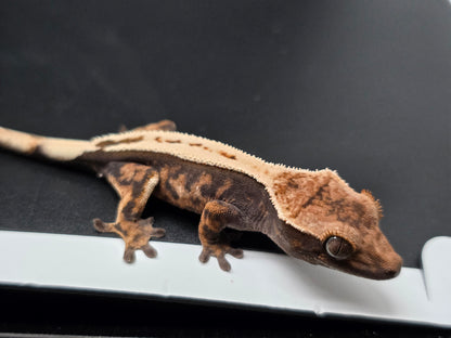 Stunning Highway Perfect Dorsal NPS Crested Gecko Baby