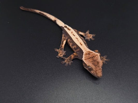 Stunning Highway Perfect Dorsal NPS Crested Gecko Baby