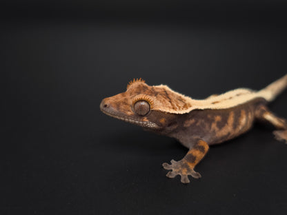 Stunning Highway Perfect Dorsal NPS Crested Gecko Baby