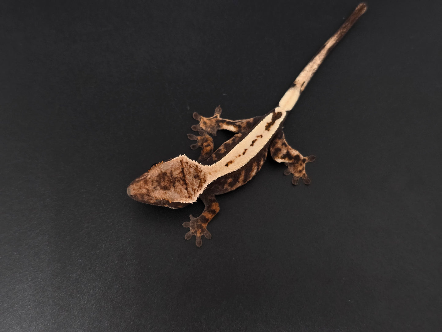 Stunning Highway Perfect Dorsal NPS Crested Gecko Baby