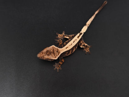 Stunning Highway Perfect Dorsal NPS Crested Gecko Baby