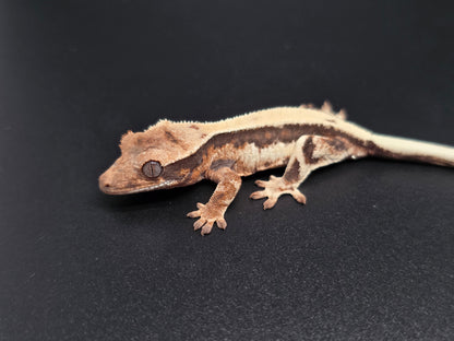 Highway Lilly White NPS