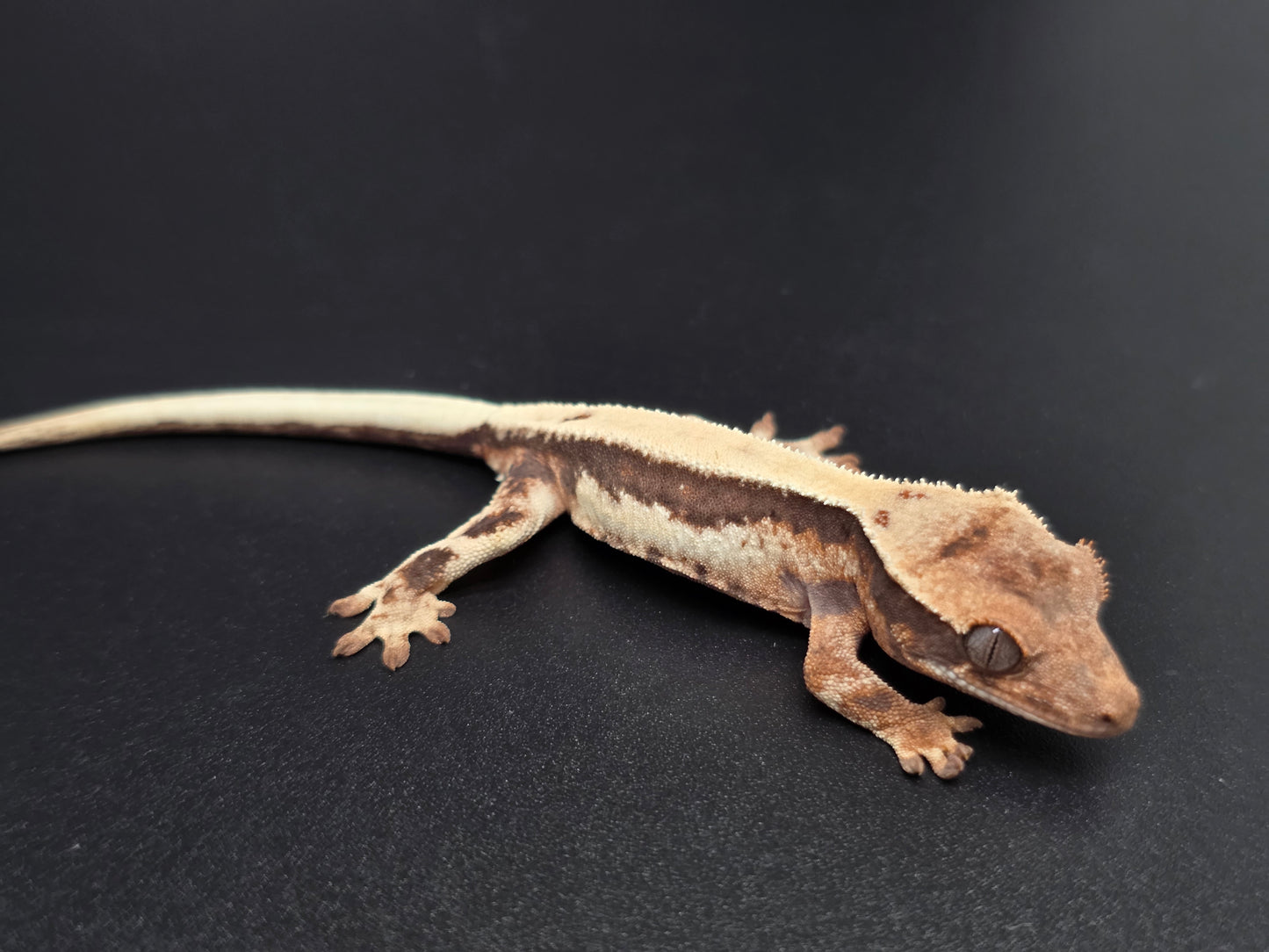 Highway Lilly White NPS