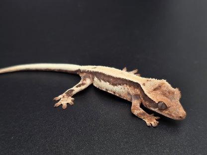 Highway Lilly White NPS