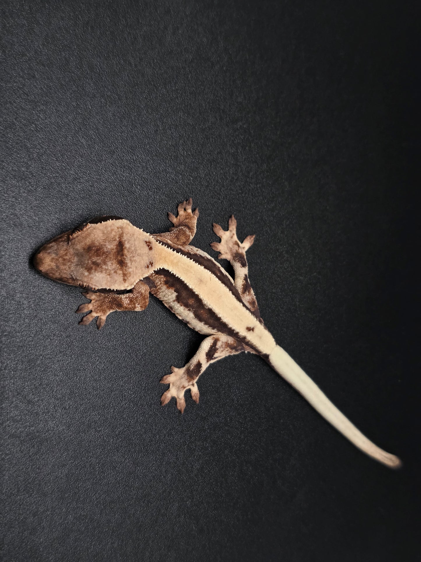 Highway Lilly White NPS