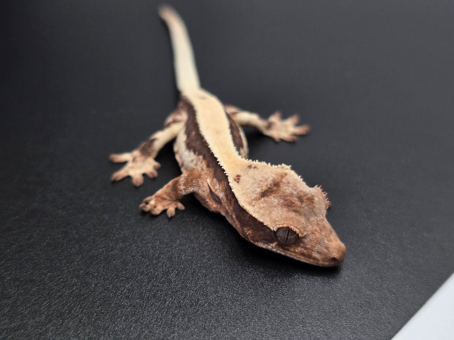 Highway Lilly White NPS